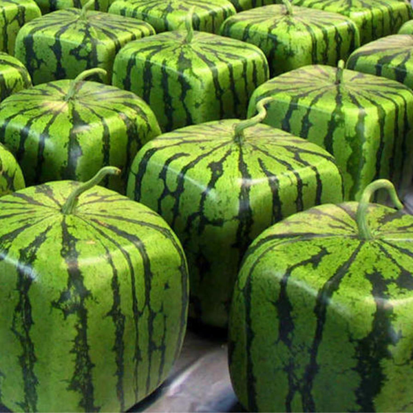 Rare Geometric Square Watermelons Seeds