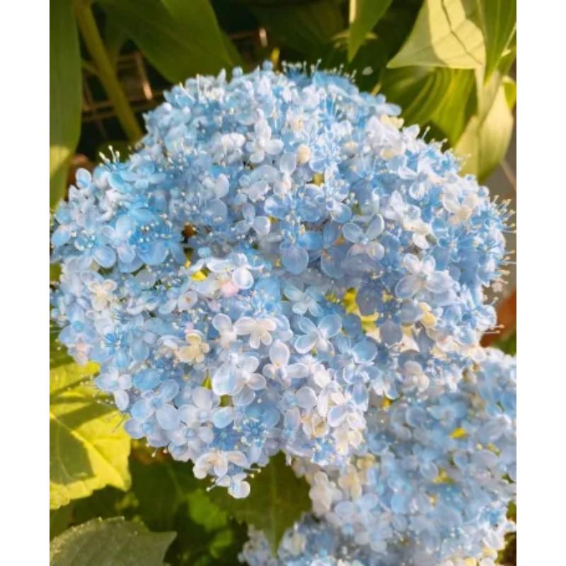 The Perennial Hydrangea Seeds