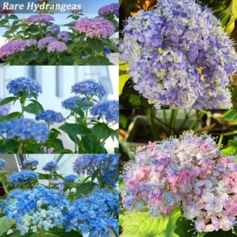 The Perennial Hydrangea Seeds