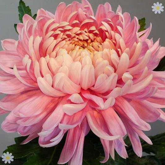 Sweet Pink Helichrysum Strawflower Seeds