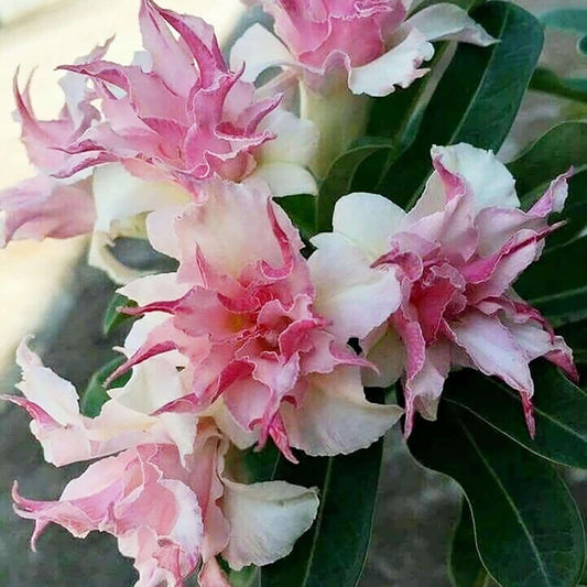 100 Double White Pink Clematis Seeds Climbers Flower Seeds GMO Free Attracts Pollinators Deer & Rabbit Resistant Cottage Potted