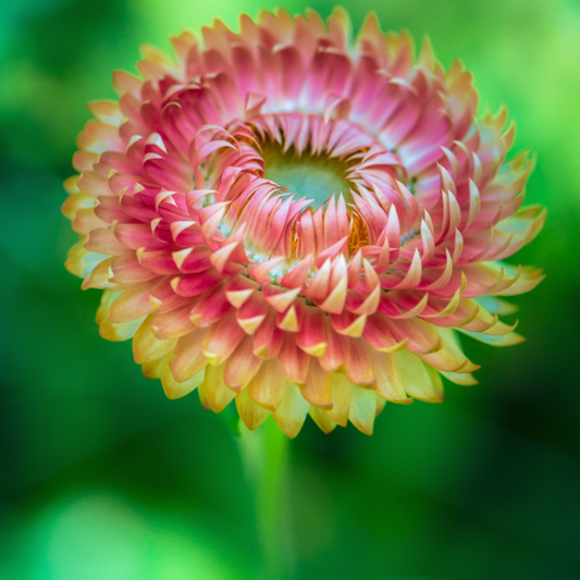 Yellow-Orange Helichrysum Strawflower Seeds