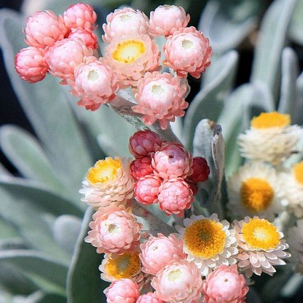 Peach Helichrysum Strawflower Seeds