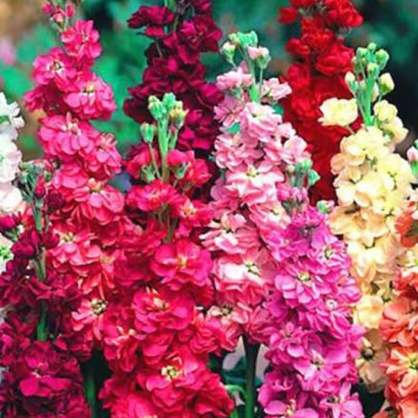 Mixed Color Matthiola incana Stock Flower Seeds