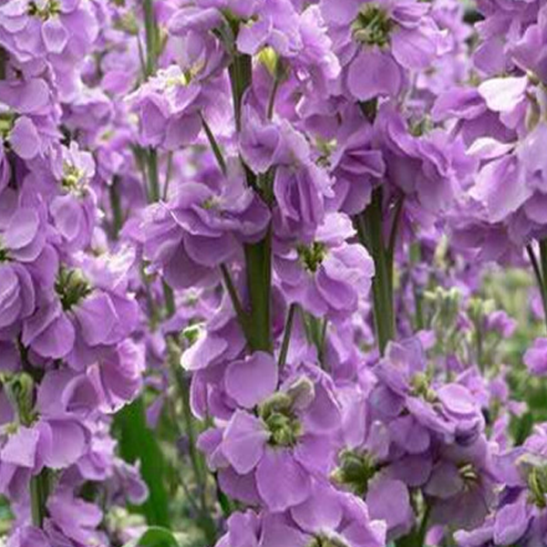 Mixed Color Matthiola incana Stock Flower Seeds