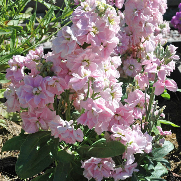 Mixed Color Matthiola incana Stock Flower Seeds