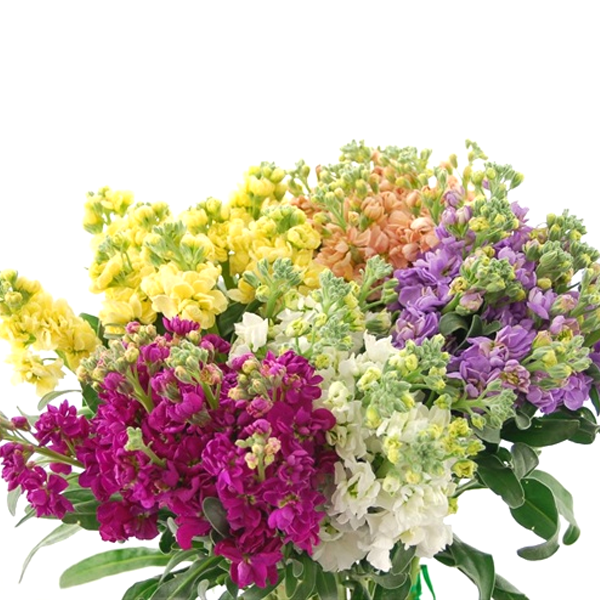 Mixed Color Matthiola incana Stock Flower Seeds