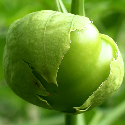 Juanito Tomatillo Seeds