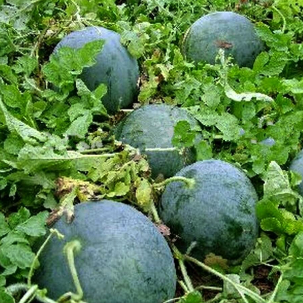 Sweet Giant Black Skin Watermelon Seeds