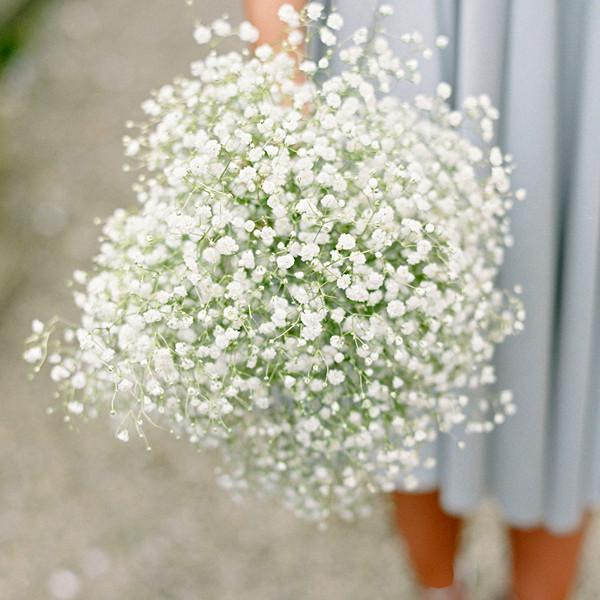 White Gypsophila Flower Seeds