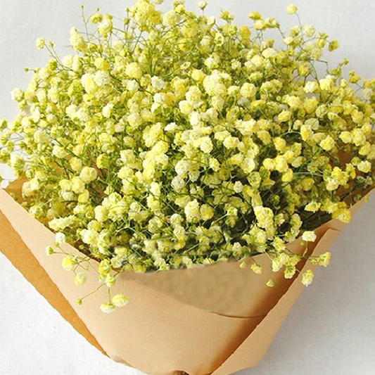 Yellow Gypsophila Flower Seeds