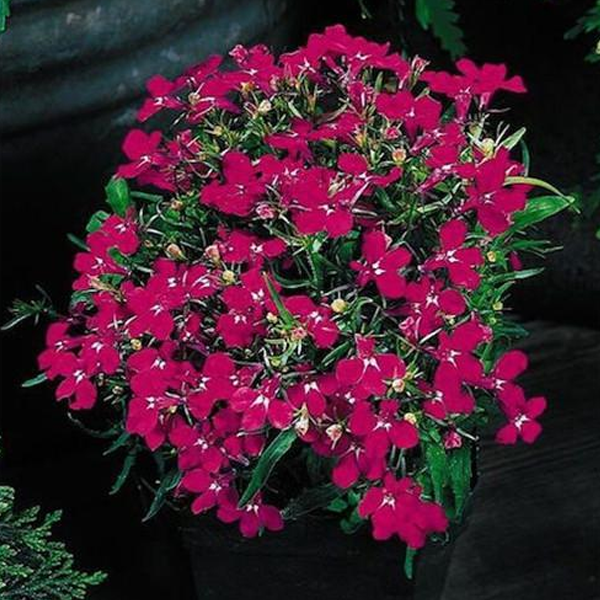 Pink Lobelia Flower Seeds