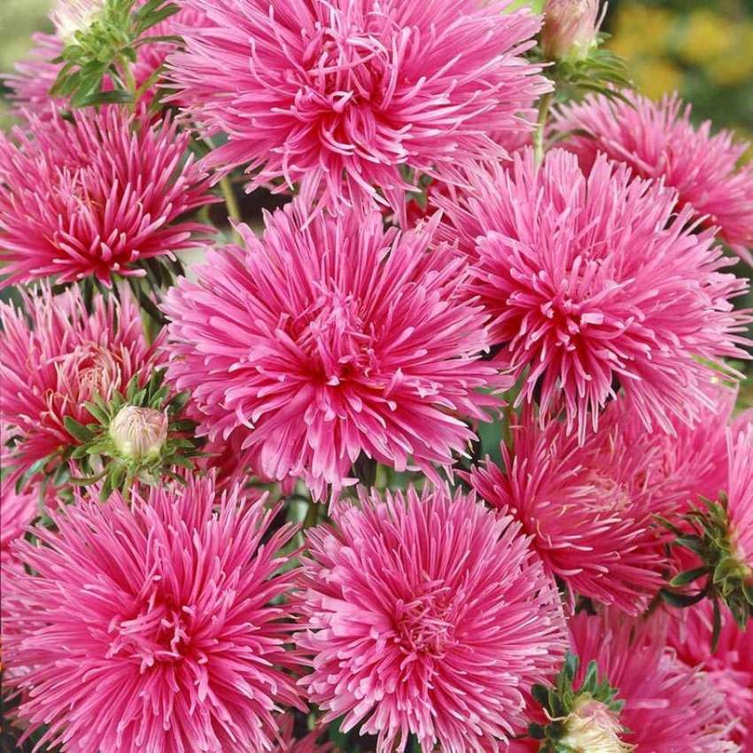 100 PCS Vibrant Pink Aster Seeds