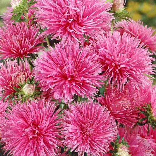 100 PCS Vibrant Pink Aster Seeds