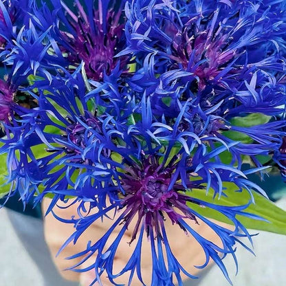 Blue Scarlet Bee Balm Cornflower Seed - Monarda Didyma - Rare and Beautiful Perennial Flowering Plant