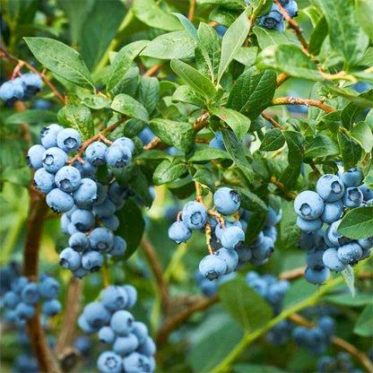 500+Blueberry Bush Seeds for Planting -Non GMO