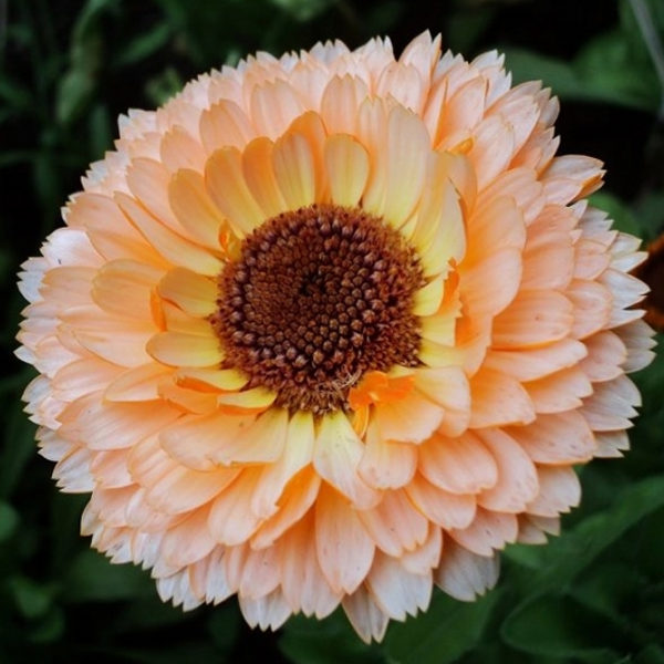 Calendula Peach Surprise Flower Seeds