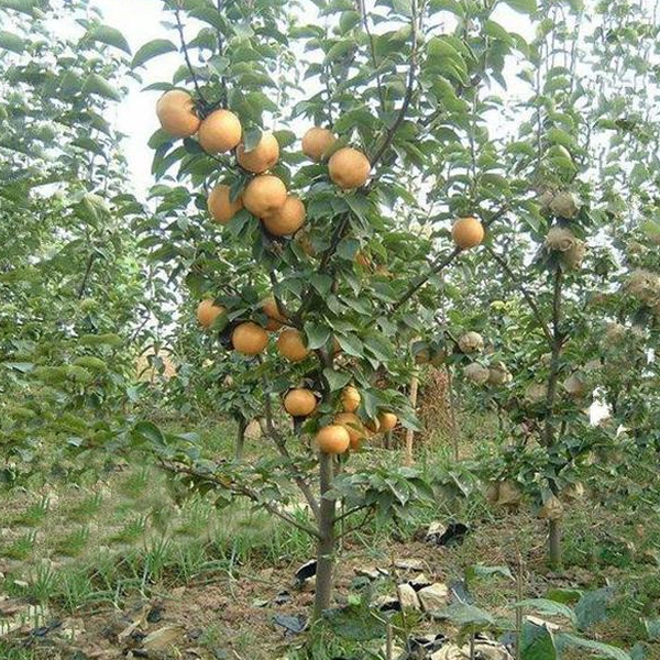 Potted Yellow Gold Pear Seeds