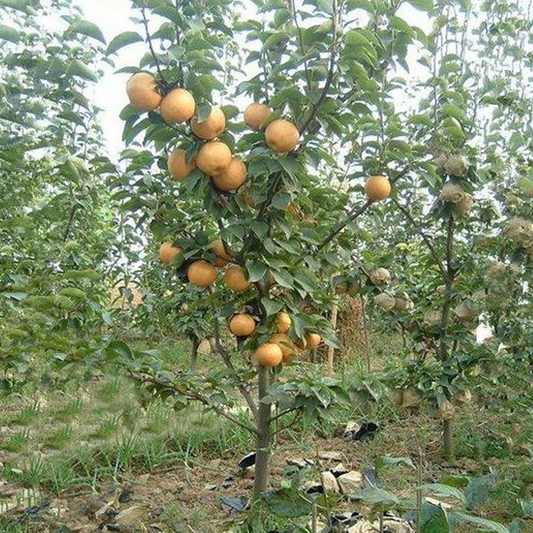 Potted Yellow Gold Pear Seeds