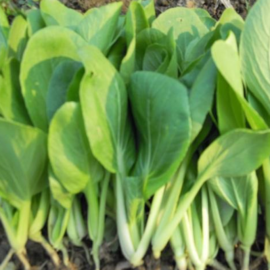 Little Green Vegetables Seeds