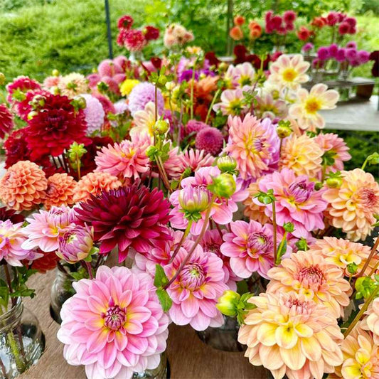 100 PCS Vibrant Mixed Color Dahlia Seeds - A Rainbow of Beauty for Your Garden
