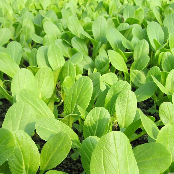 Little Green Vegetables Seeds