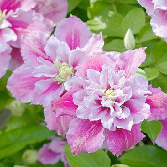 100 Double Pink and White Clematis Seeds Bloom Climbing Perennial Flowers Seed Flower Vine Climbing Perennial