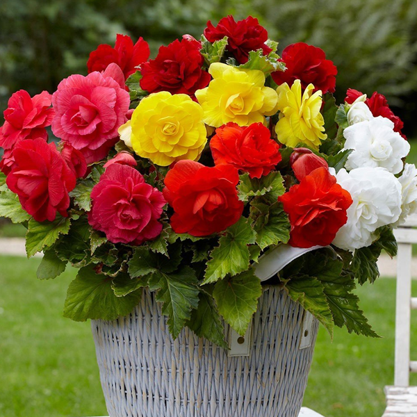 Colorful Begonia Flower Seeds