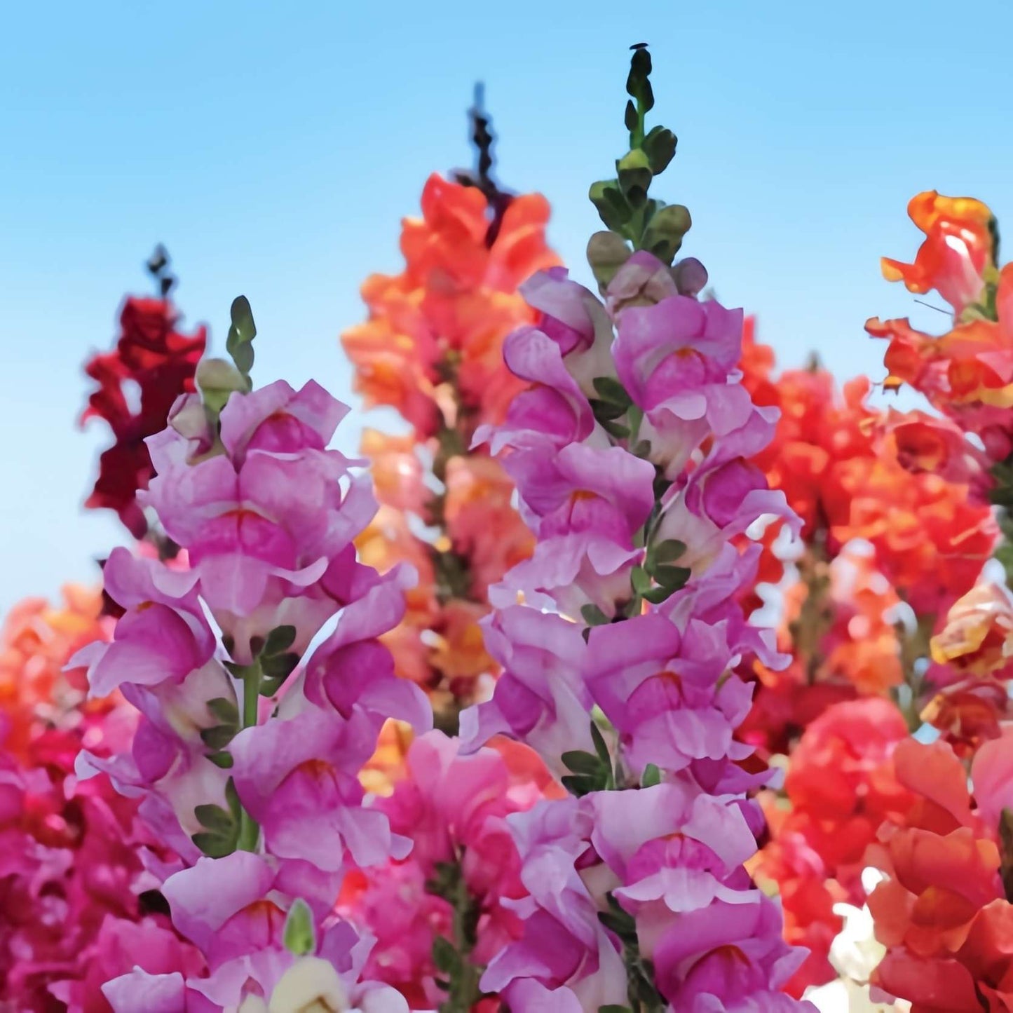100 PCS Vibrant Colorful Snapdragon (Antirrhinum majus) Seeds for Your Garden