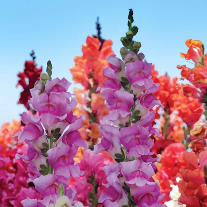 100 PCS Vibrant Colorful Snapdragon (Antirrhinum majus) Seeds for Your Garden