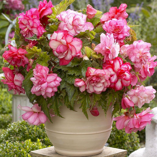 Pink Begonia Flower Seeds