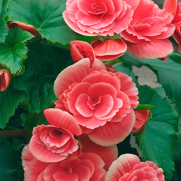 Peach Begonia Flower Seeds