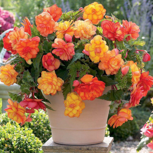 Yellow-Orange Begonia Flower Seeds