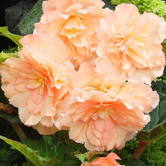 Beige Begonia Flower Seeds