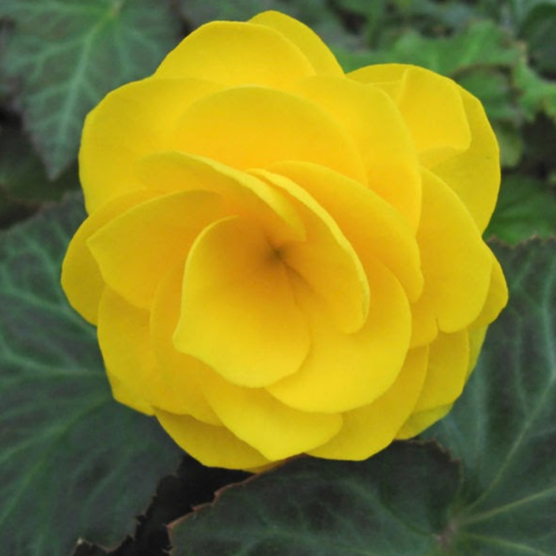 Dark Yellow Begonia Flower Seeds