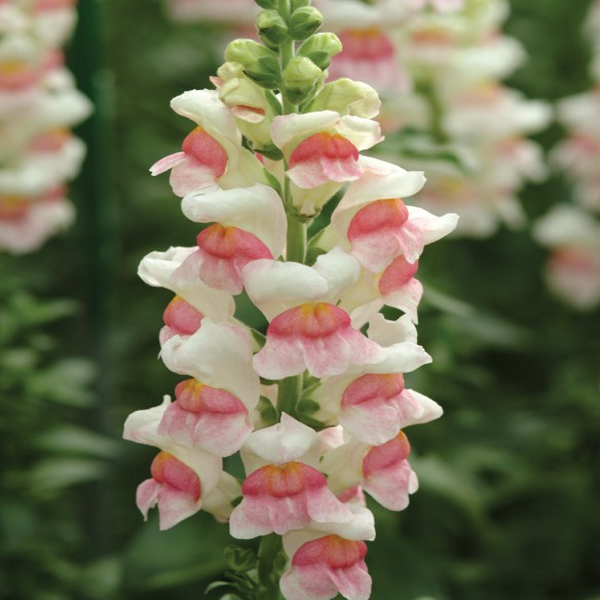 White-Pink Snapdragon Flower Seeds