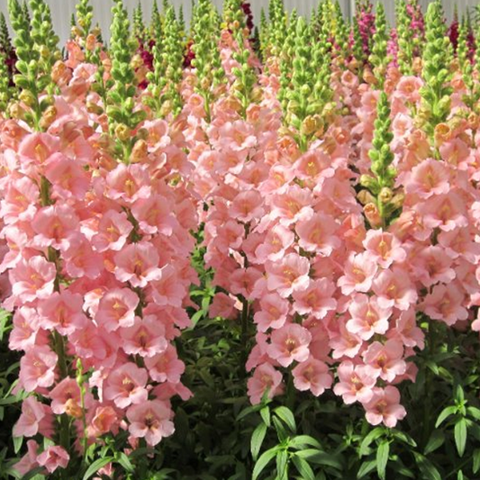 Sweet Pink Snapdragon Flower Seeds