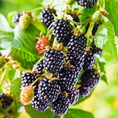 500 Blackberry Seeds - Grow Your Own Delicious Berries
