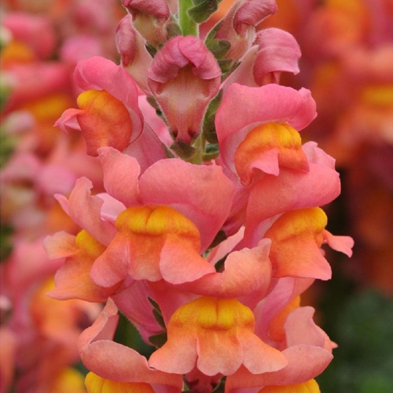 Yellow-Orange Snapdragon Flower Seeds