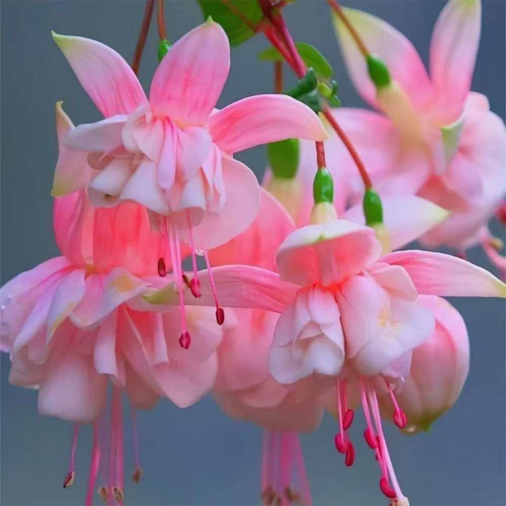 Four Seasons flowering Lantern Pitcher Flower 100 Seeds for Courtyard Balcony