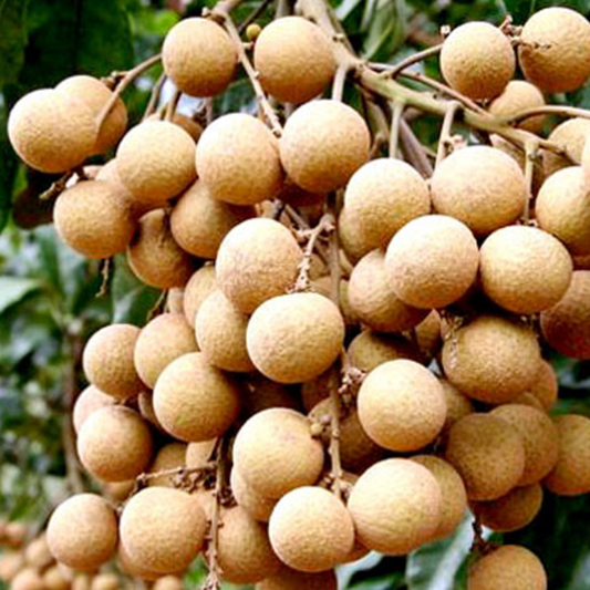 Dragon's Eye Sweet Tropical Fruit Seeds