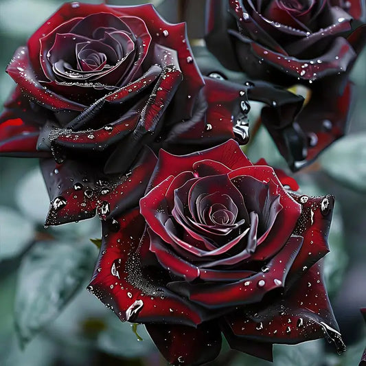 100PCS Black Red Rose Seeds