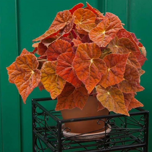 Orange Coleus Flower Seeds