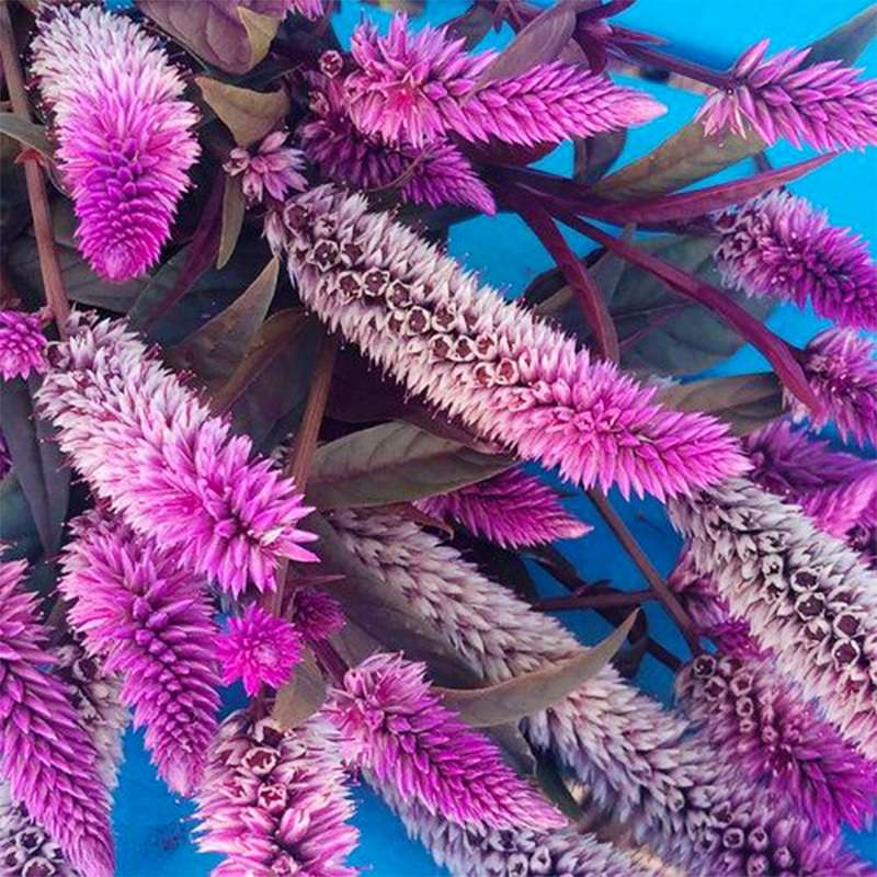 1000 PCS Vibrant Pink & White Celosia (Celosia argentea L.) Seeds - Ornamental Beauty for Your Garden