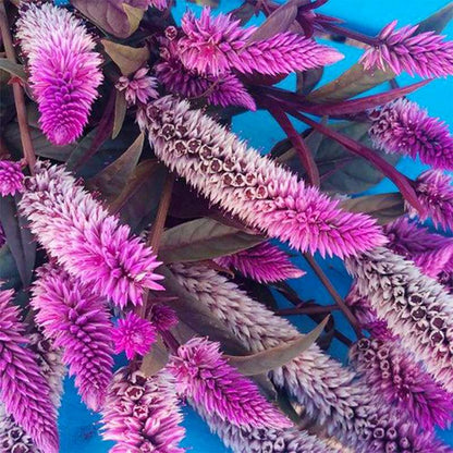 1000 PCS Vibrant Pink & White Celosia (Celosia argentea L.) Seeds - Ornamental Beauty for Your Garden