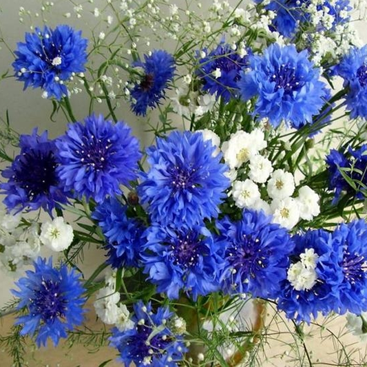 Blue-White Centaurea Cyanus Flower Seeds