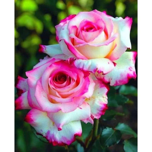 Exotic Double Rose perennial flower Seeds - 100 PCS