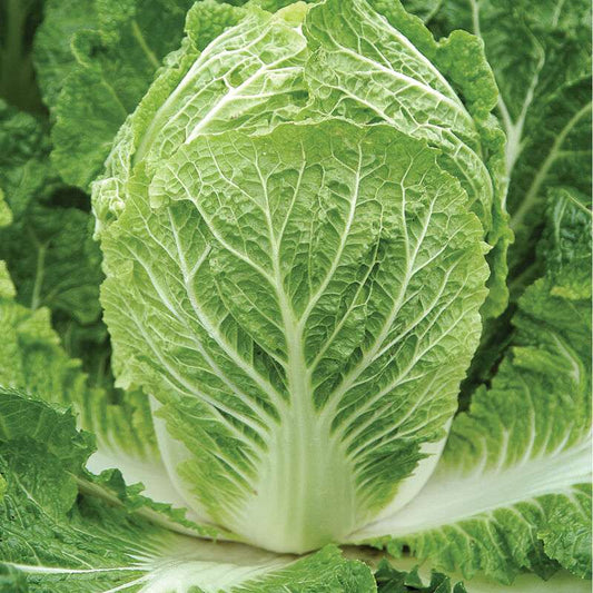 Bilko Organic (F1) Chinese Cabbage Seed