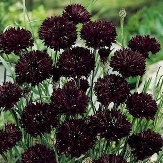 Dark Maroon Centaurea Cyanus Flower Seeds