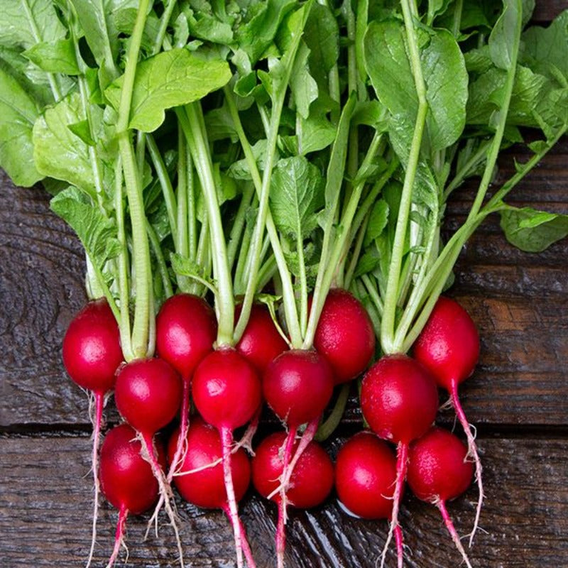 Cherry Radish Seeds